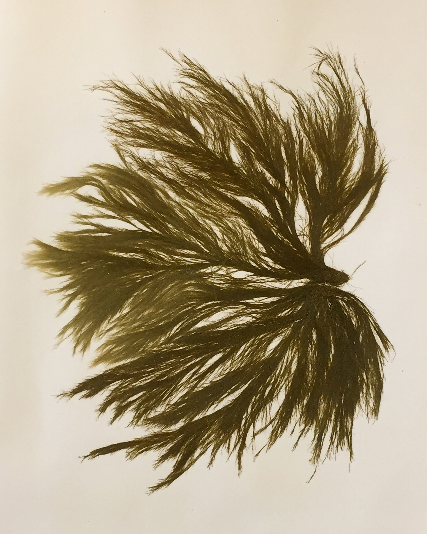 Pressade alger 1870, Cladophora. Foto: KB