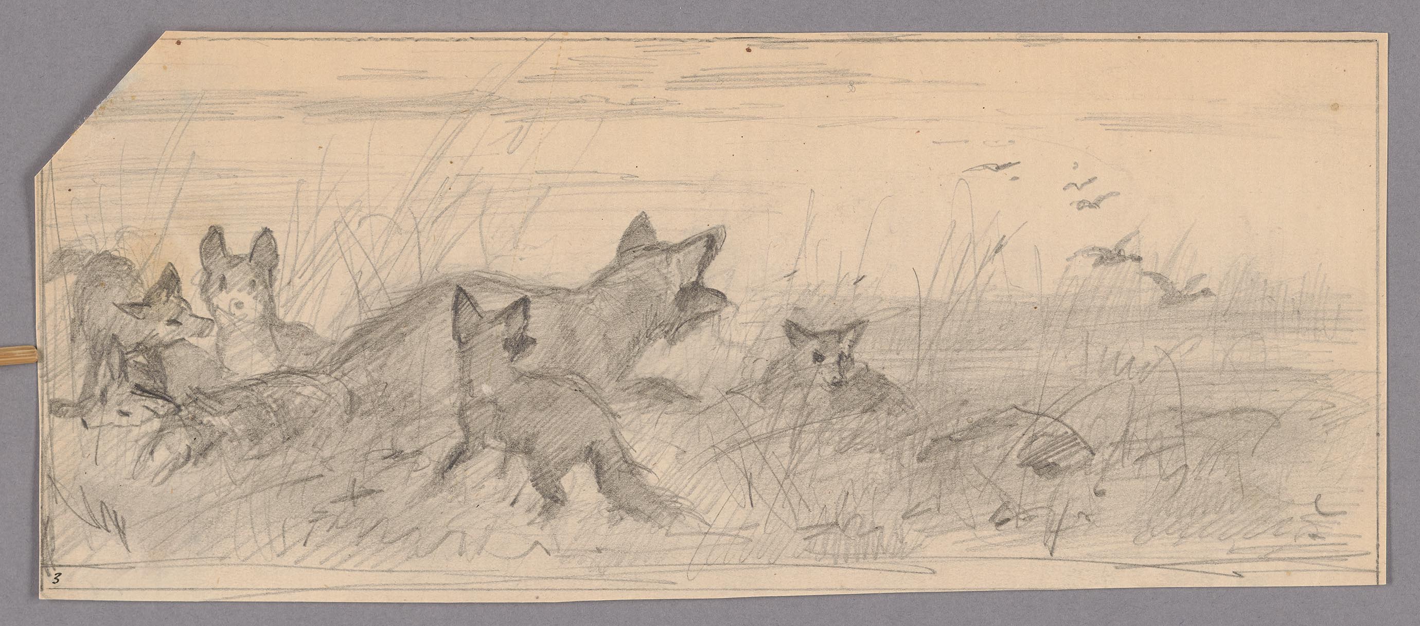 En räv, omgiven av fem valpar, tittar efter flygande änder