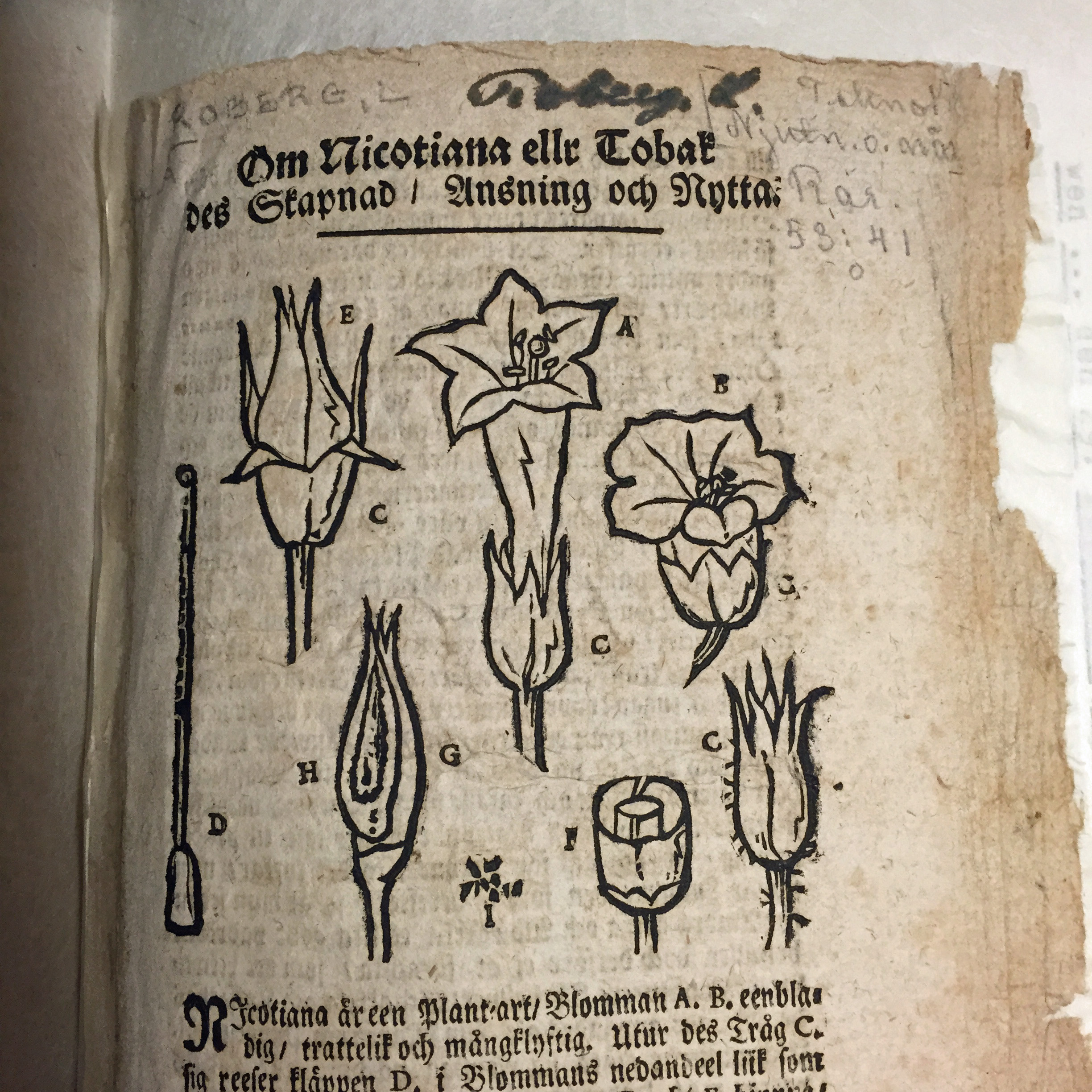 Roberg, Om nicotiana ellr tobak des skapnad, ansning och nytta., 1724. Foto: KB