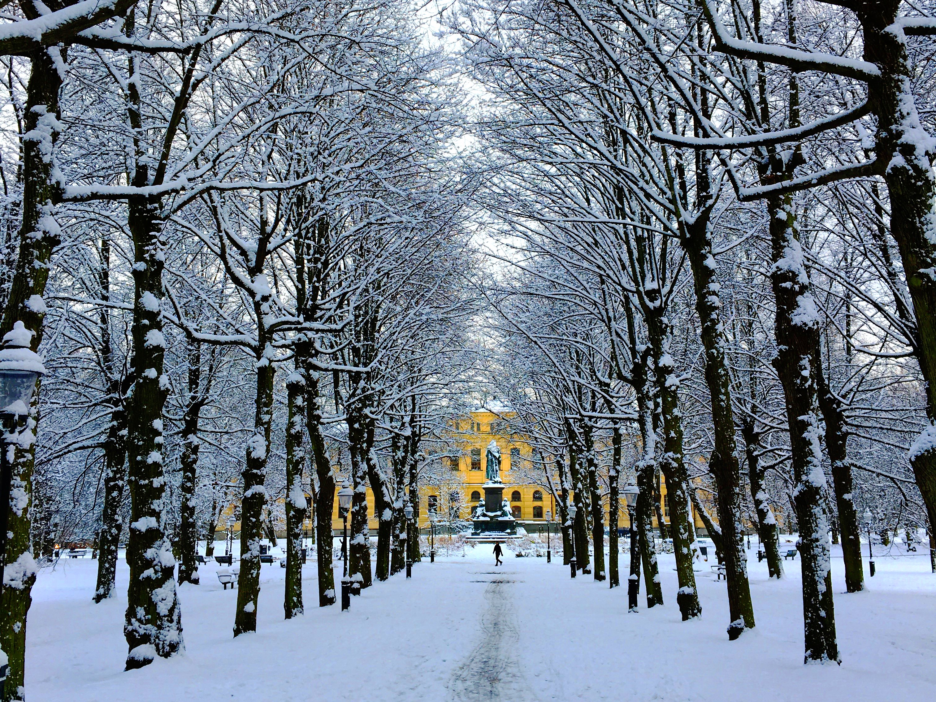 En allé täckt av snö som leder fram till en stor, gul byggnad.