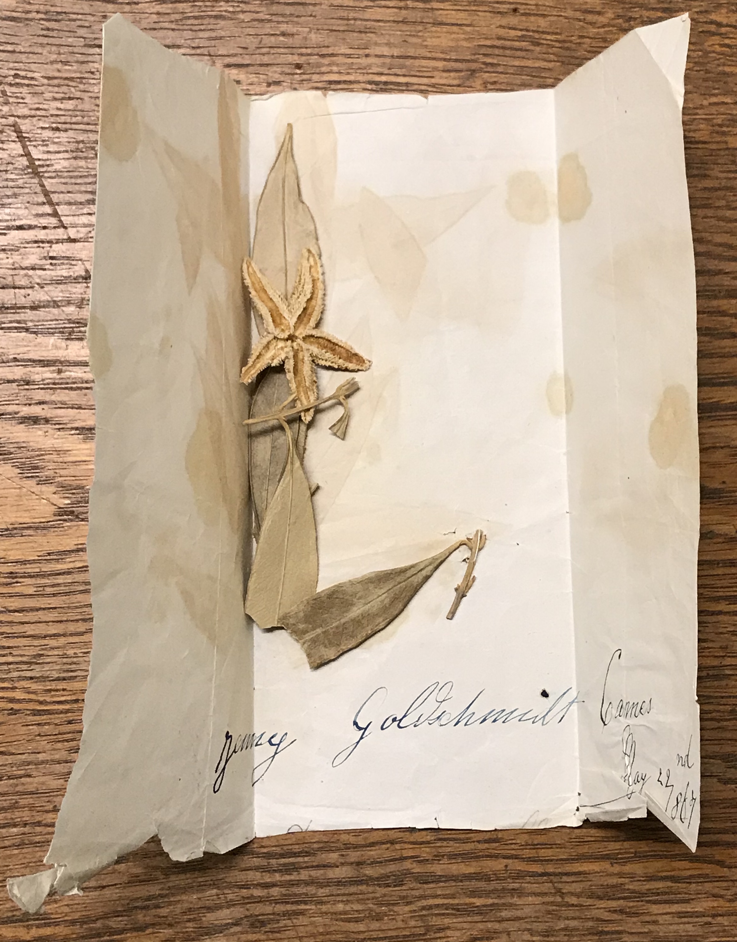 I ett uppvikt papper ligger torkade blad och en blomma. På pappret står med blått bläck: Jenny Goldschmidt