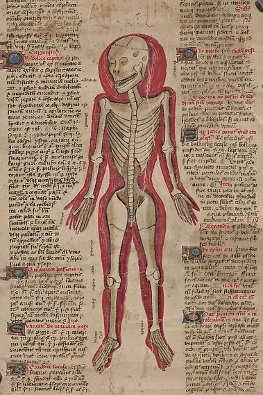 Äldre handskrift med teckning av skelett sett framifrån.