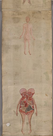 Avlång äldre handskrift med text i två kolumner med illustrationer föreställande en människa sedd bakifrån och människoskelettet.