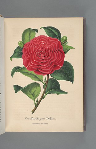 Illustration av maffig röd blomma.