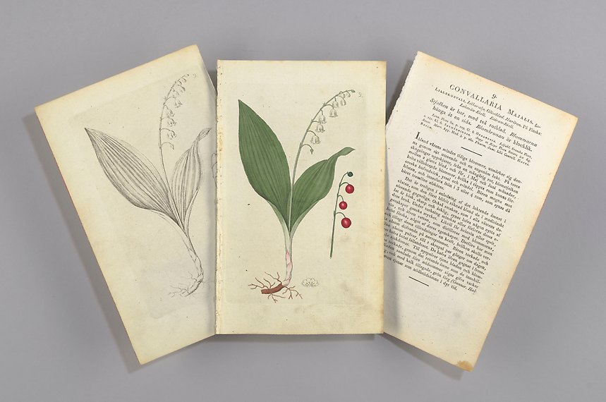 Foto av tre lösa blad ur verket Svensk botanik. Ett av bladen har text, de andra två en illustration av liljekonvalj, varav en i färg.
