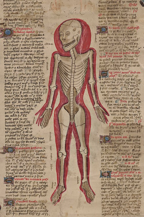 En tappert, men mindre lyckat, försök att avbilda det mänskliga skelettet. Här syns tydliga missuppfattningar kring bland annat axlar, höfter och bäckenet.