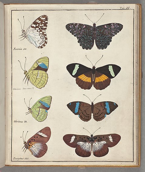 Teckningar i färg av tre sorters fjärilar sedda från från sidan och uppifrån.