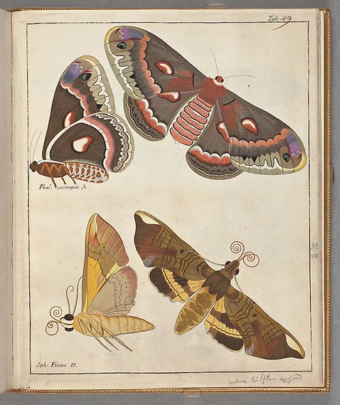 Två fjärilsarter tecknade i färg, sedda från sidan och uppifrån.