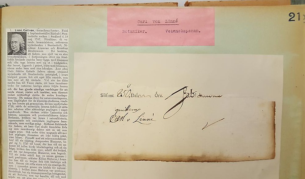 Grönfärgat ark med en tryckt artikel samt ett handskrivet kvitto av Linné.