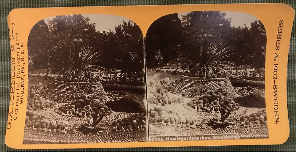 En stereobild av en plantering av palmer och kaktusar.